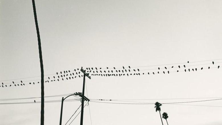 电线上的鸟的黑白照片